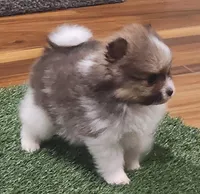 Chopper, a male Pomeranian for sale in Emory, TX – Photo 4 of 10