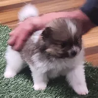 Chopper, a male Pomeranian for sale in Emory, TX – Photo 6 of 10