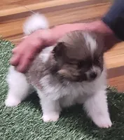 Chopper, a male Pomeranian for sale in Emory, TX – Photo 6 of 10