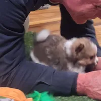 Chopper, a male Pomeranian for sale in Emory, TX – Photo 8 of 10