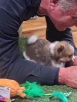 Chopper, a male Pomeranian for sale in Emory, TX – Photo 8 of 10