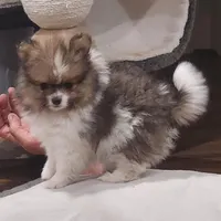 Chopper, a male Pomeranian for sale in Emory, TX – Photo 9 of 10