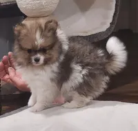 Chopper, a male Pomeranian for sale in Emory, TX – Photo 9 of 10