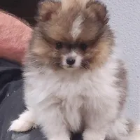 Chopper, a male Pomeranian for sale in Emory, TX – Photo 3 of 10