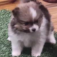 Chopper, a male Pomeranian for sale in Emory, TX – Photo 1 of 10