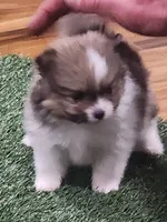 Chopper, a male Pomeranian for sale in Emory, TX – Photo 1 of 10