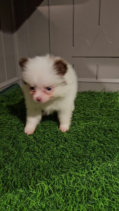 Sassy, a female Pomeranian for sale in Sulphur Springs, TX – 6 of 7