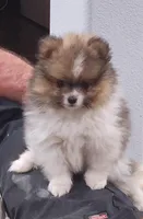 Chopper, a male Pomeranian for sale in Emory, TX – Photo 1 of 4