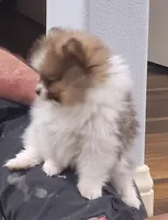 Chopper, a male Pomeranian for sale in Emory, TX – Photo 3 of 4