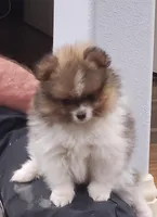 Chopper, a male Pomeranian for sale in Emory, TX – Photo 2 of 4