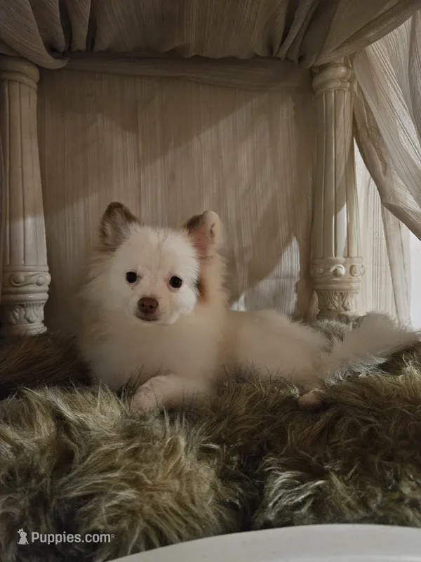 AKC Summer – Pomeranian puppy for sale in Sulphur Springs, TX