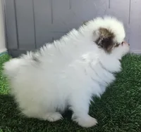 Chopper, a male Pomeranian for sale in Sulphur Springs, TX – 2 of 2