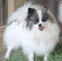 AKC Breeders, a female Pomeranian for sale in Emory, TX – Photo 3 of 4