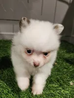 Summer, a female Pomeranian for sale in Sulphur Springs, TX – 2 of 9