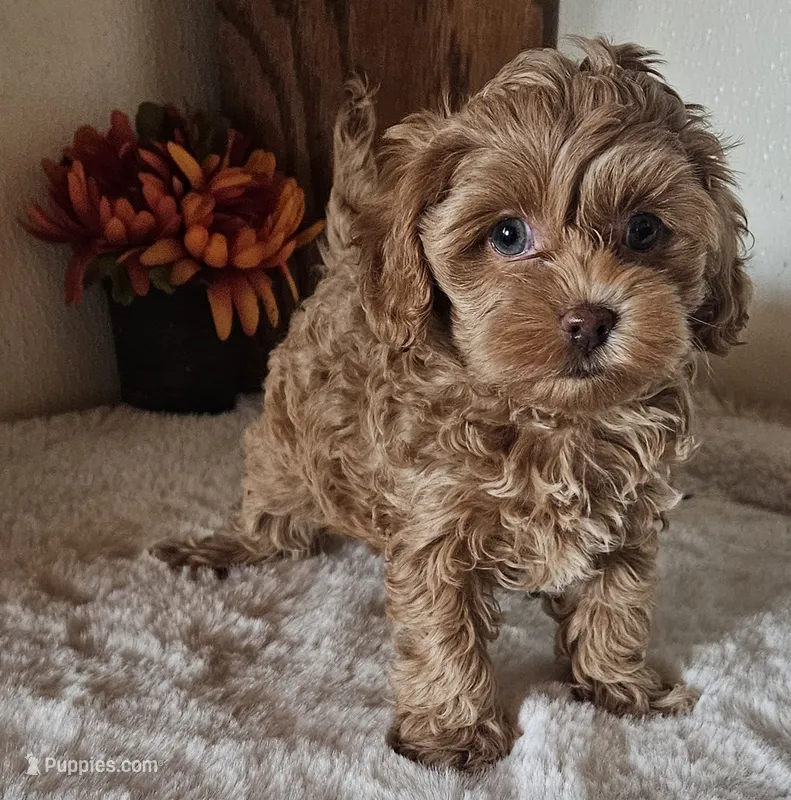 Beauty  – Cavapoo puppy for sale in Sulphur Springs, TX