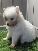 Singer, a female Pomeranian for sale in Sulphur Springs, TX – 1 of 4