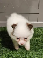 Sassy, a female Pomeranian for sale in Sulphur Springs, TX – 4 of 7