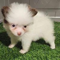 Sassy, a female Pomeranian for sale in Sulphur Springs, TX – 2 of 7