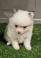 Summer, a female Pomeranian for sale in Sulphur Springs, TX – 8 of 9