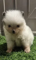 Snuggles , a female Pomeranian for sale in Sulphur Springs, TX – 4 of 4