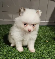 Summer, a female Pomeranian for sale in Sulphur Springs, TX – 7 of 9