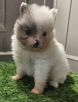 Singer, a female Pomeranian for sale in Sulphur Springs, TX – 2 of 4