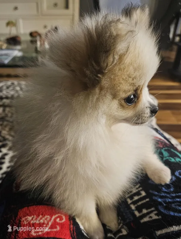 Bug – Pomeranian puppy for sale in Sulphur Springs, TX