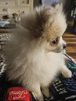 Bug, a female Pomeranian for sale in Sulphur Springs, TX – Photo 4 of 5