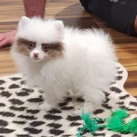 Hugs, a female Pomeranian for sale in Emory, TX – Photo 4 of 5