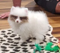 Hugs, a female Pomeranian for sale in Emory, TX – Photo 4 of 5