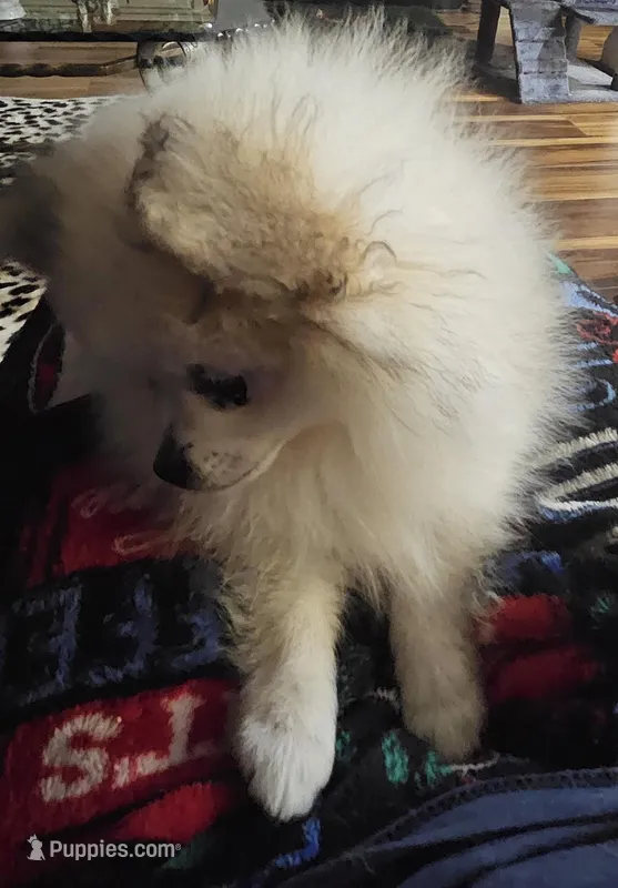 Bug – Pomeranian puppy for sale in Sulphur Springs, TX