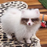 Hugs, a female Pomeranian for sale in Emory, TX – Photo 1 of 5