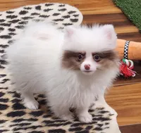 Hugs, a female Pomeranian for sale in Emory, TX – Photo 1 of 5