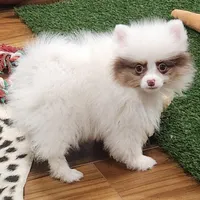 Hugs, a female Pomeranian for sale in Emory, TX – Photo 5 of 5