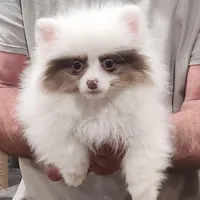 Hugs, a female Pomeranian for sale in Emory, TX – Photo 3 of 5