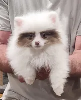 Hugs, a female Pomeranian for sale in Emory, TX – Photo 3 of 5