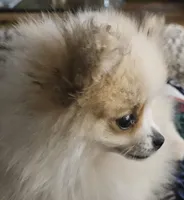 Bug, a female Pomeranian for sale in Sulphur Springs, TX – Photo 2 of 5