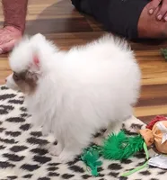 Hugs, a female Pomeranian for sale in Emory, TX – Photo 2 of 5