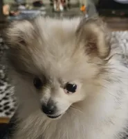 Bug, a female Pomeranian for sale in Sulphur Springs, TX – Photo 3 of 5