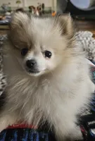 Bug, a female Pomeranian for sale in Sulphur Springs, TX – Photo 5 of 5