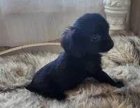 Frankie, a male Cavapoo for sale in Emory, TX – Photo 6 of 6