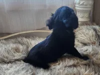 Frankie, a male Cavapoo for sale in Emory, TX – Photo 2 of 6