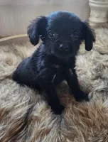 Frankie, a male Cavapoo for sale in Emory, TX – Photo 1 of 6