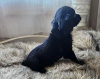 Frankie, a male Cavapoo for sale in Emory, TX – Photo 3 of 6