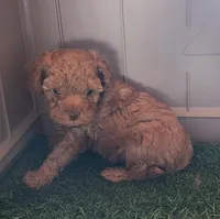 Timmy, a male Cavapoo for sale in Emory, TX – Photo 2 of 3