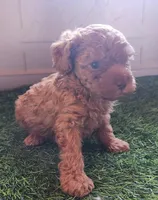 Timmy, a male Cavapoo for sale in Emory, TX – Photo 3 of 3