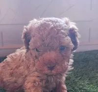 Timmy, a male Cavapoo for sale in Emory, TX – Photo 1 of 3