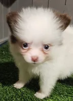 Sassy, a female Pomeranian for sale in Sulphur Springs, TX – 3 of 7