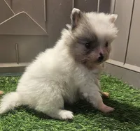 Singer, a female Pomeranian for sale in Sulphur Springs, TX – 3 of 4