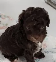 Hershey, a male Cavapoo for sale in Emory, TX – Photo 2 of 4